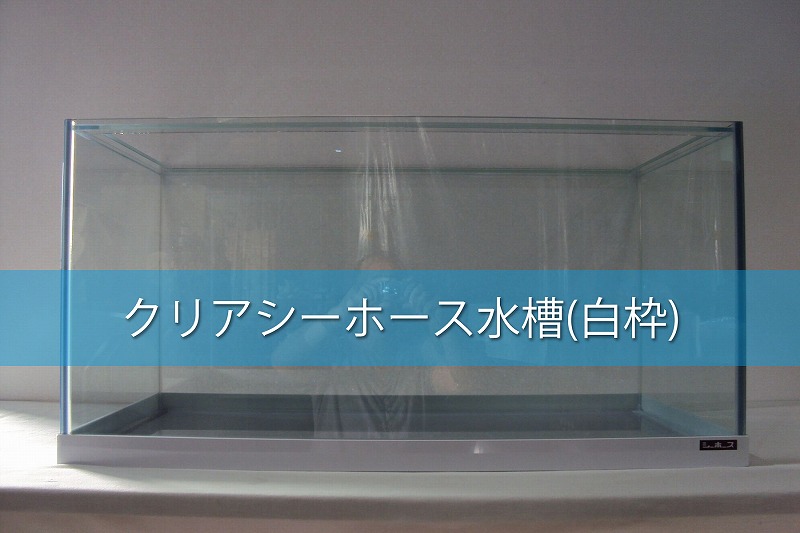 クリアシーホース水槽（白枠）