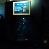 クリアシーホース水槽