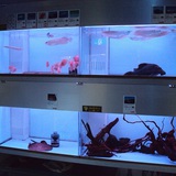 シーホースﾋﾟｭｱ水槽